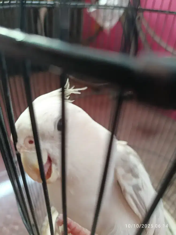 Burung Falk Australia