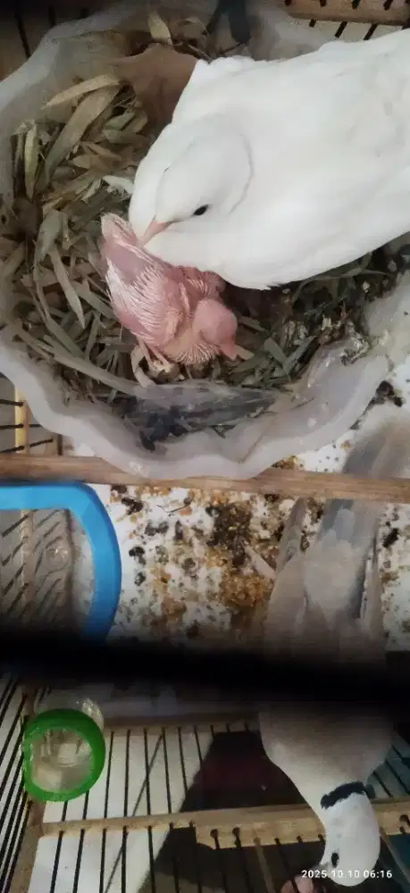 Burung puter sepasang