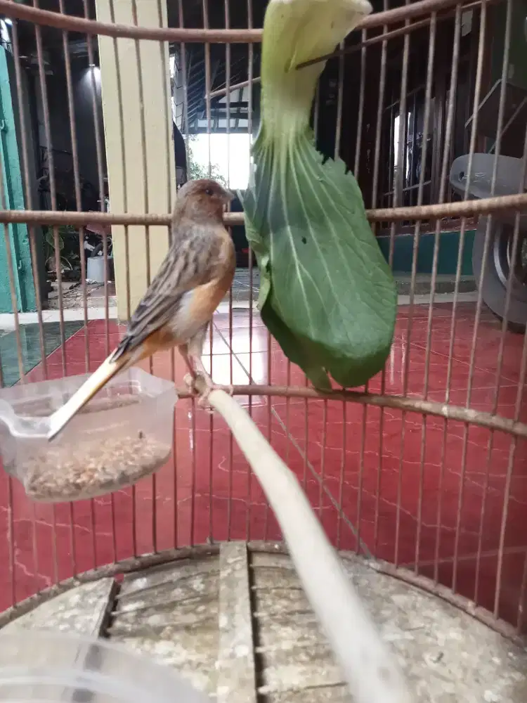 Kenari Bon Jantan Gacor