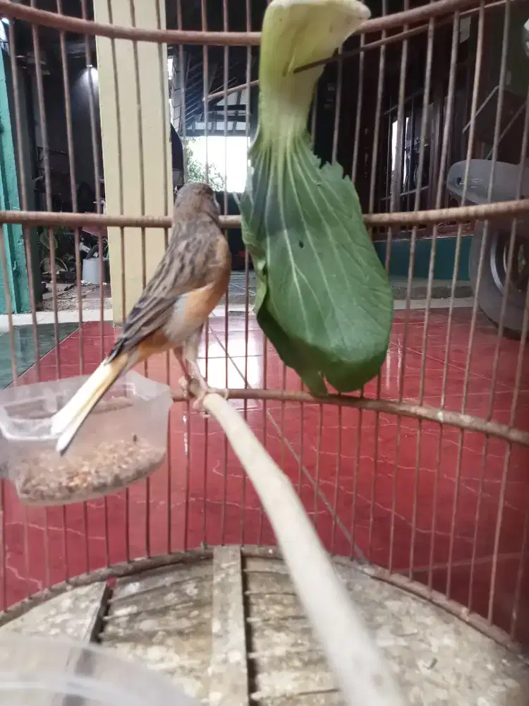Kenari Bon Gacor