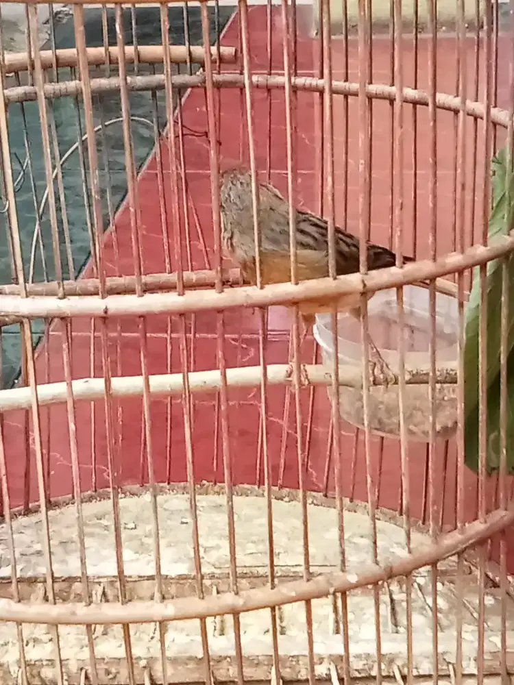 Burung Kenari Gacor