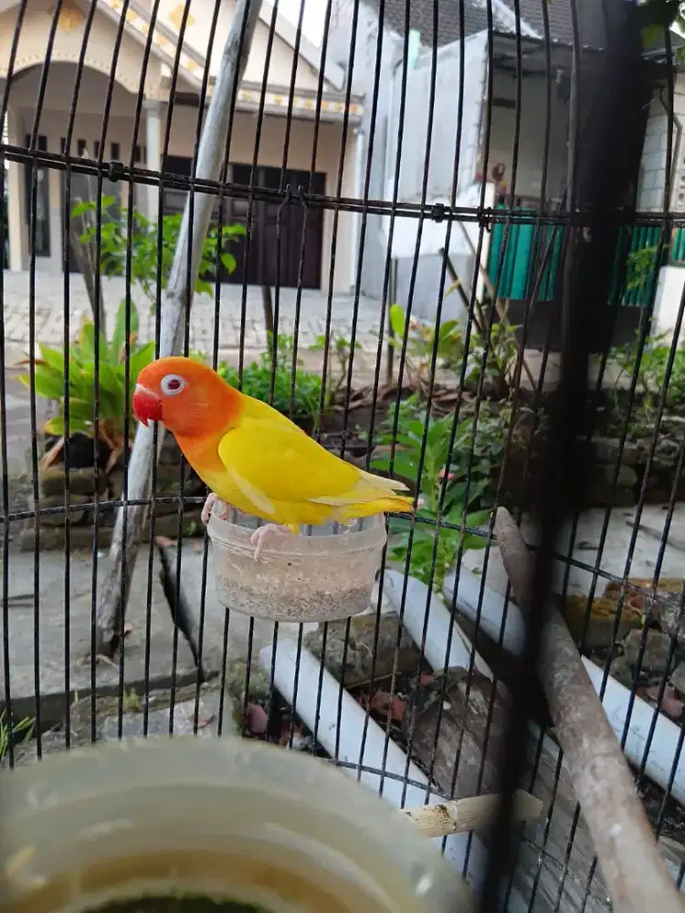 Lovebird lutino MM