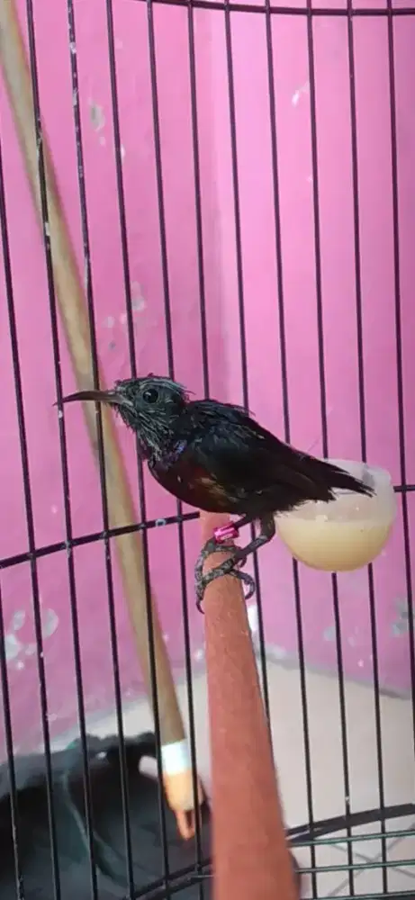 Burung kolibri ninja