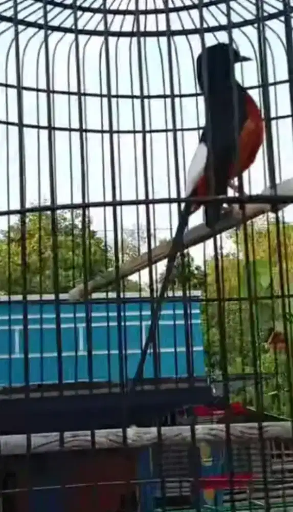 Burung murai gacor