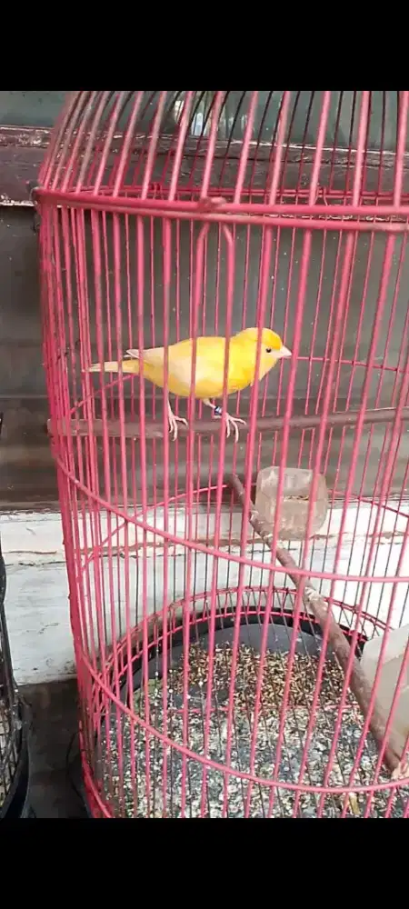 burung kenari paud