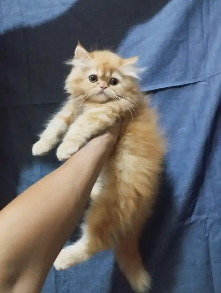 Kitten betina flatnose longhair