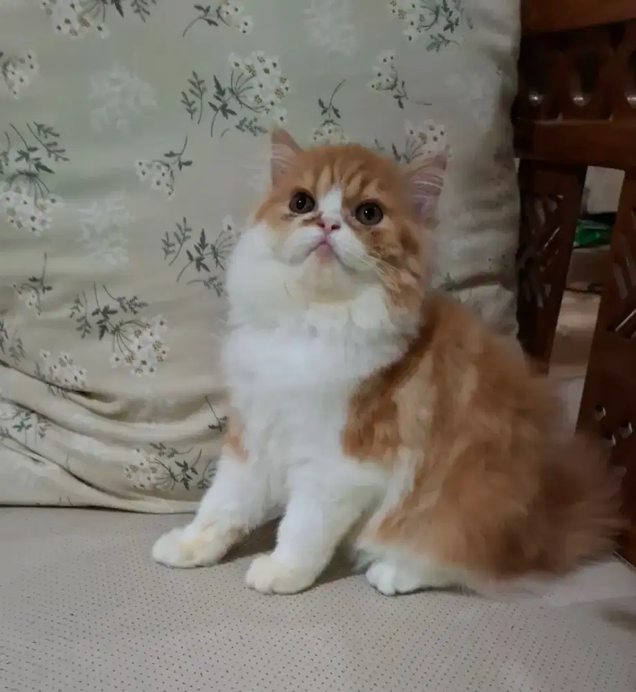 Kitten Persia Flatnose Betina Murah