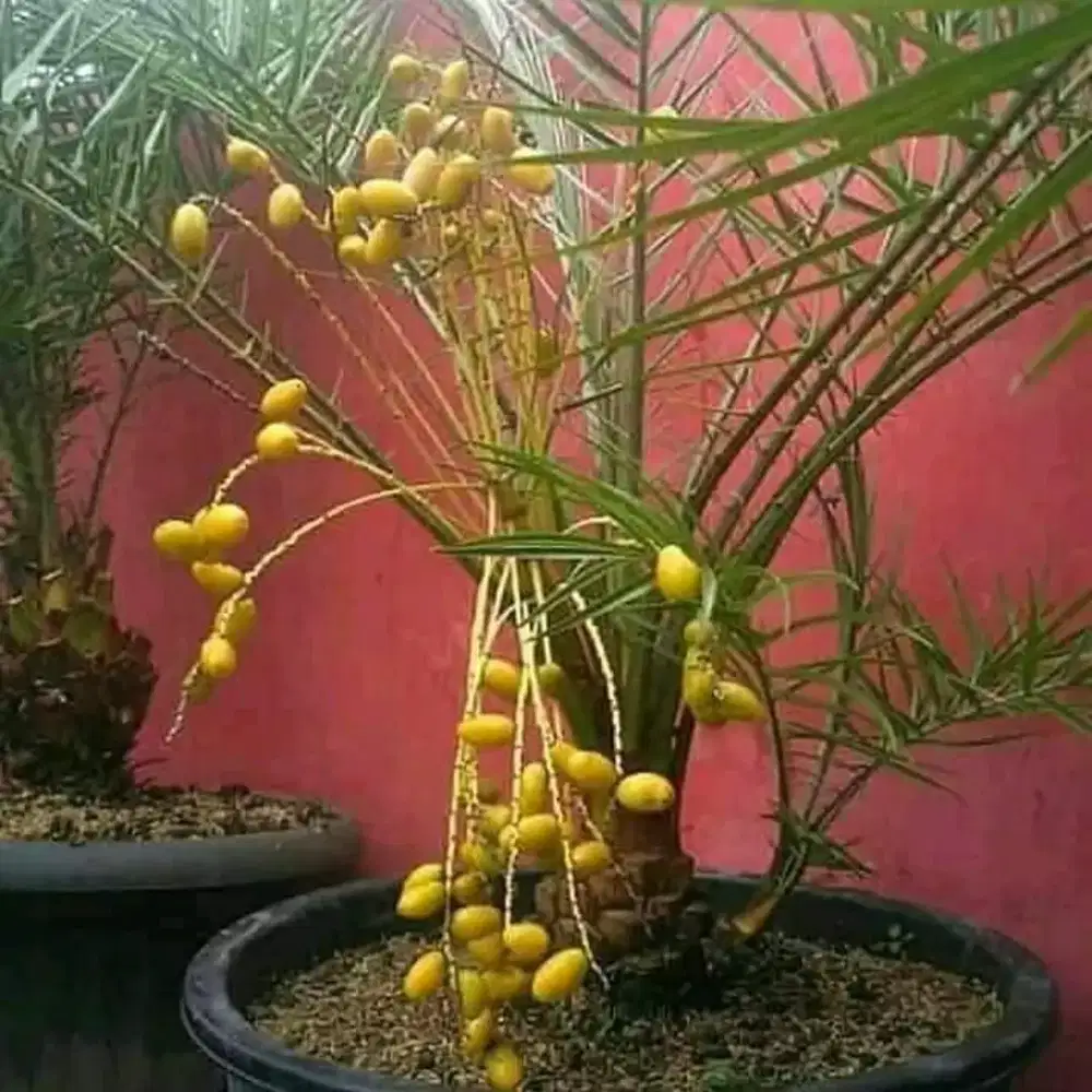 Pohon korma azwa bibit pohon kurma dll