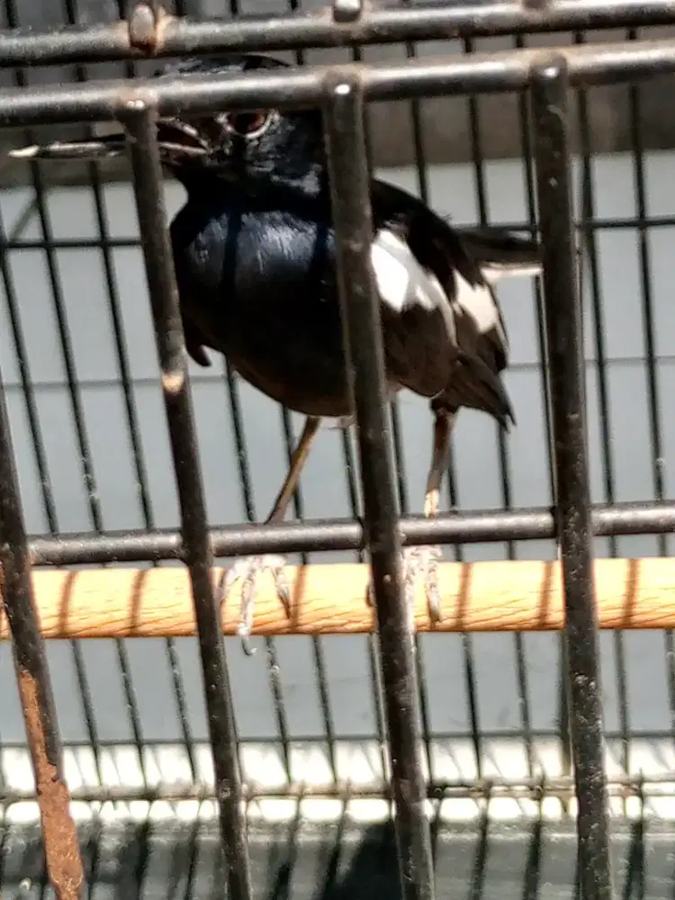 Kacer Jateng deker
