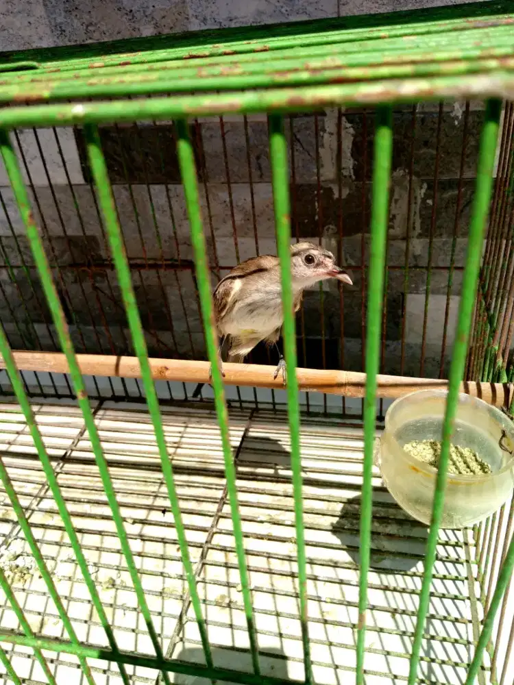 Burung trucuk jantan