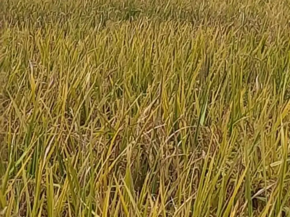 Dijual Tanah Murah Dan Strategis Di Desa Sarimukti Cibitung