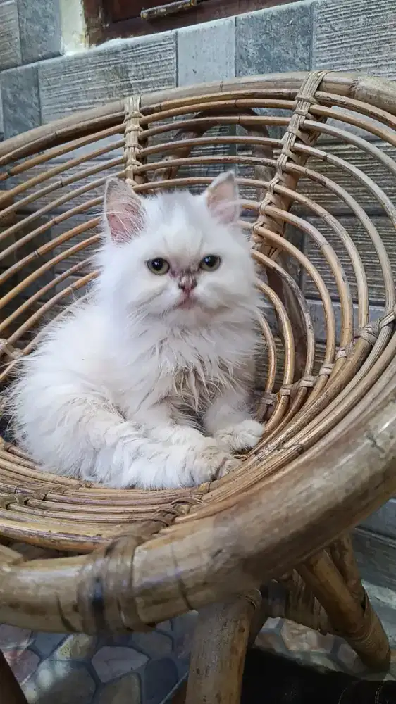 Kitten Persia Flatnose