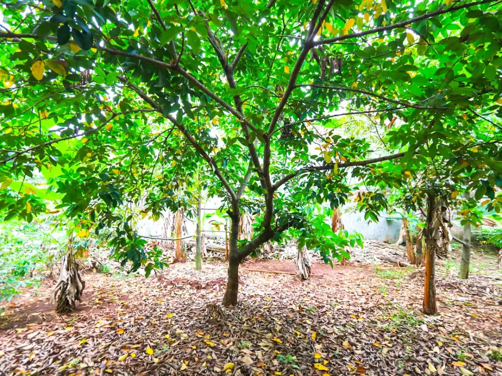 TANAH KAVLING DI KALIMALANG, DEKAT CAWANG, DUREN SAWIT, MAKASAR, PONDOK KELAPA, COCOK UNTUK CLUSTER BARU, KEBUN