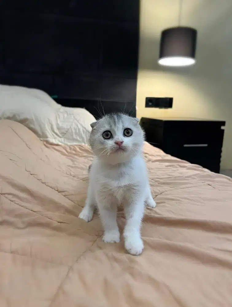 Kucing Scottish Triple Fold Silver Bico MALE BSH SF