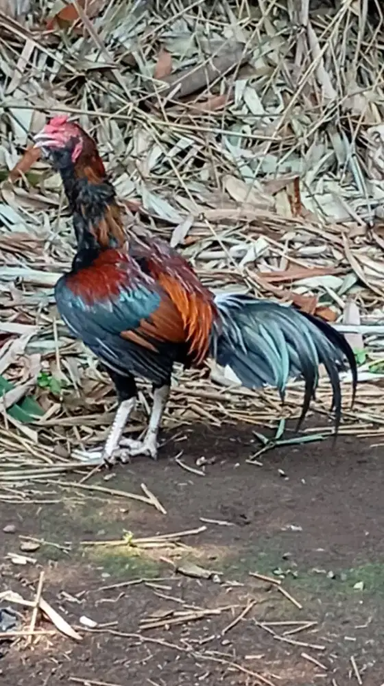 Ayam pakhoy x mangon