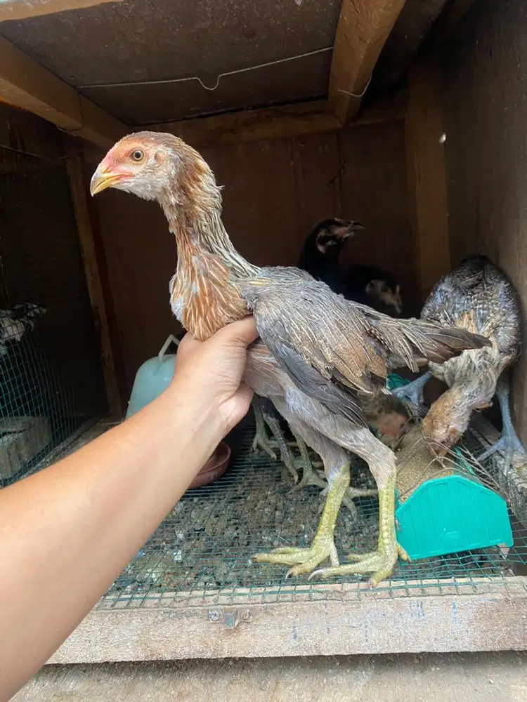 Ayam betina pama super