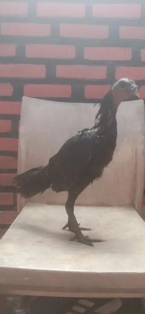 Anak ayam black aseel mantap line jelas