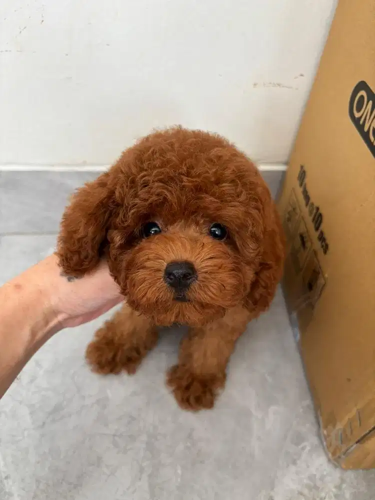 Jual red poodle