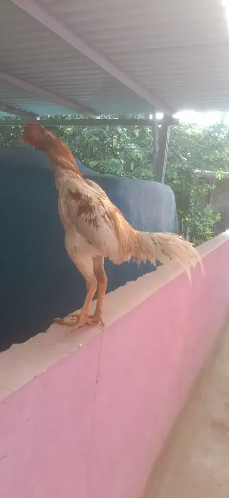Ayam plucker line ori hc mantap win 1 x monggo