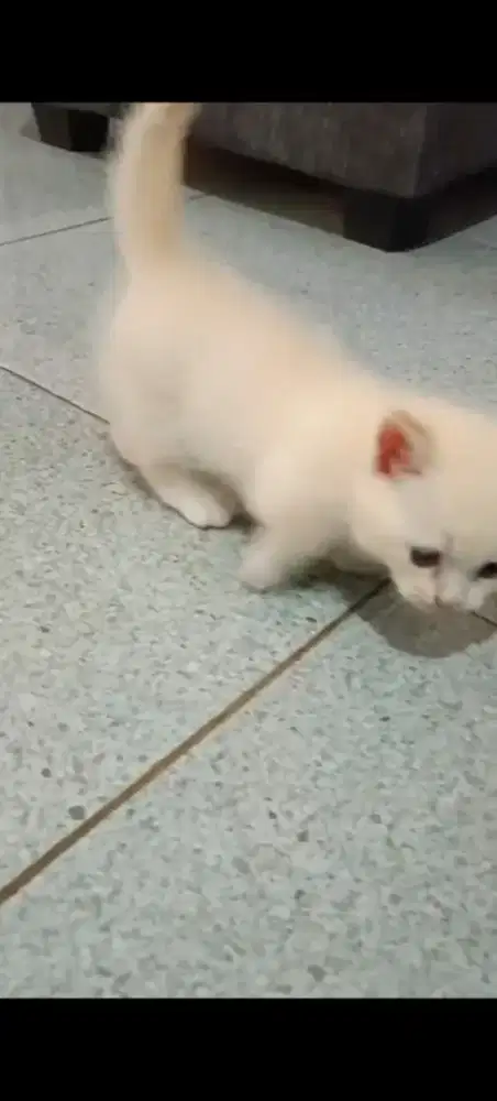 Kucing Munchkin Gaelic cebol Munckin BSH british shorthair scottish
