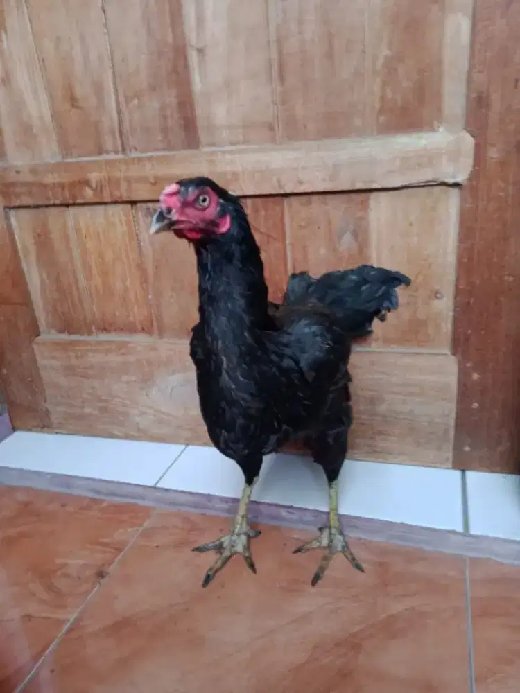 Ayam betina aseel ori pukul ko vidio ada jos mantap