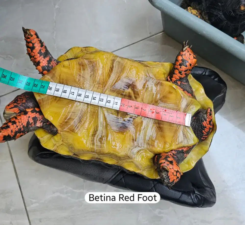 KURA KURA DARAT RED FOOT