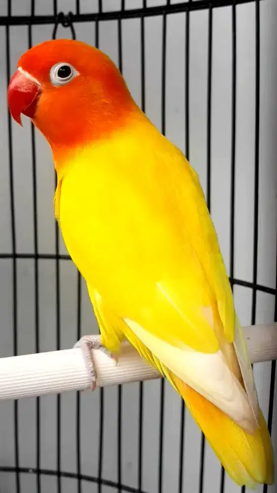 LOVEBIRD LONTINO JANTAN GACOR AKTIF NGEKEK