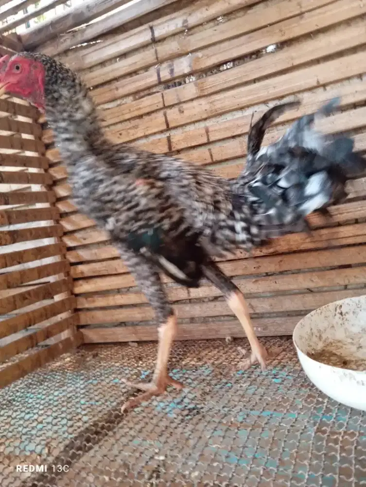 Ayam kampung jantan