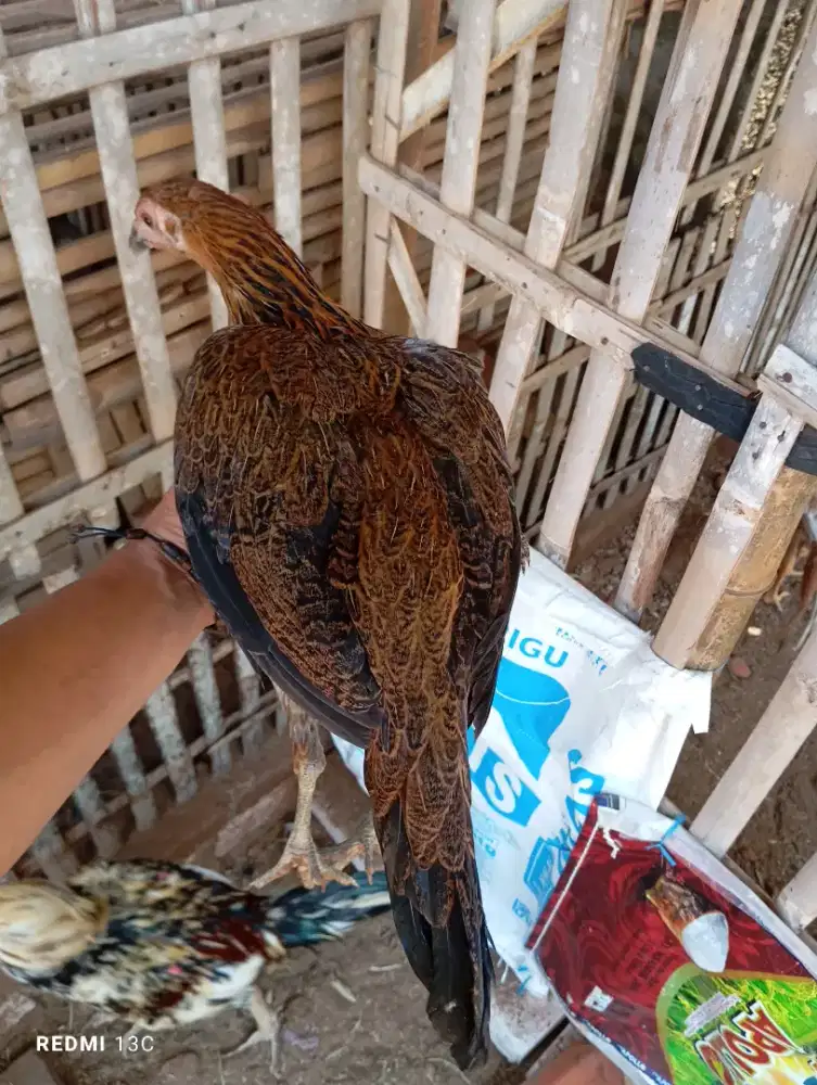 Ayam philipin betina