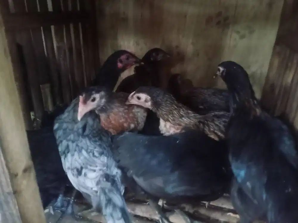 Anak ayam kampung