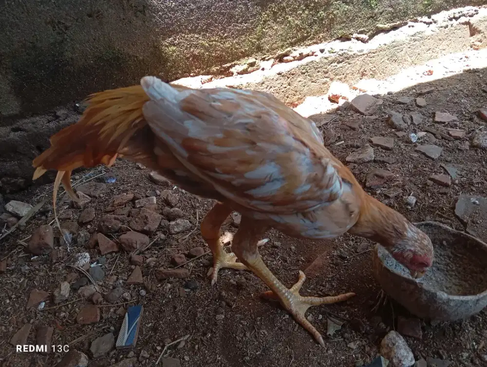 Ayam anakan ekor lidi jantan