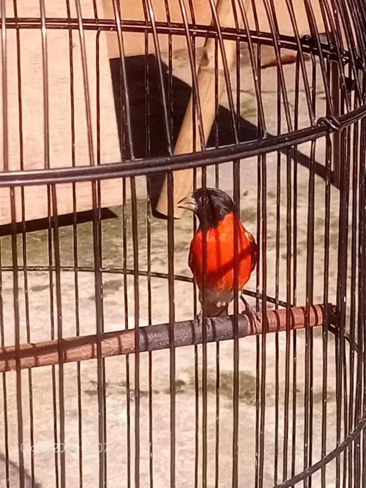 Redsiskin gacor