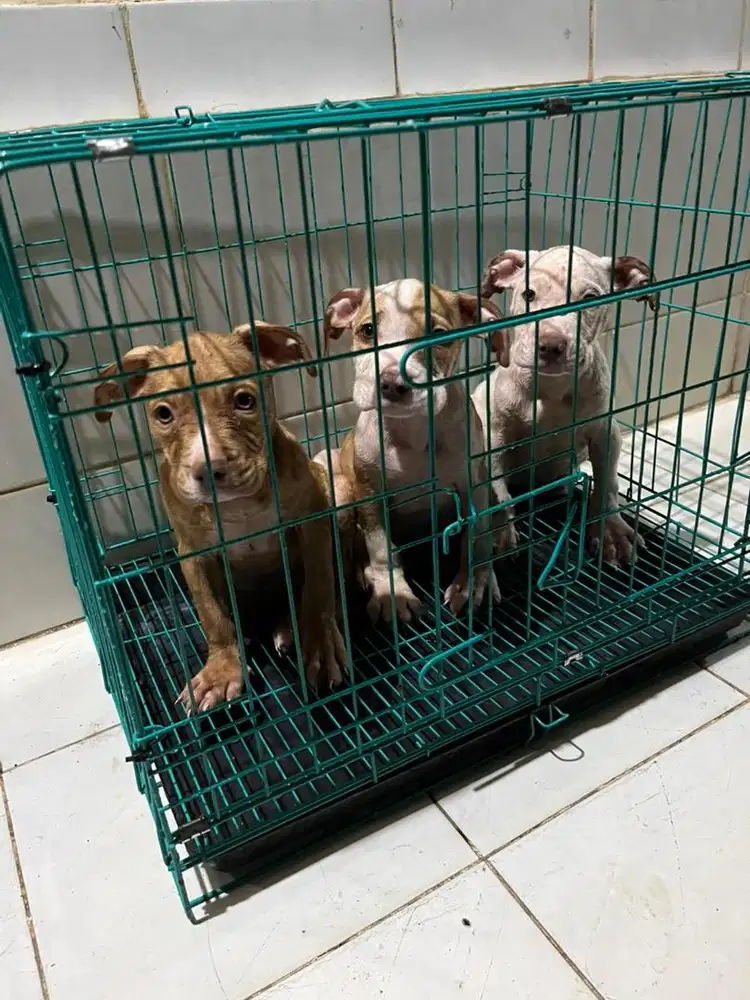 pitbull belang sapi cakep