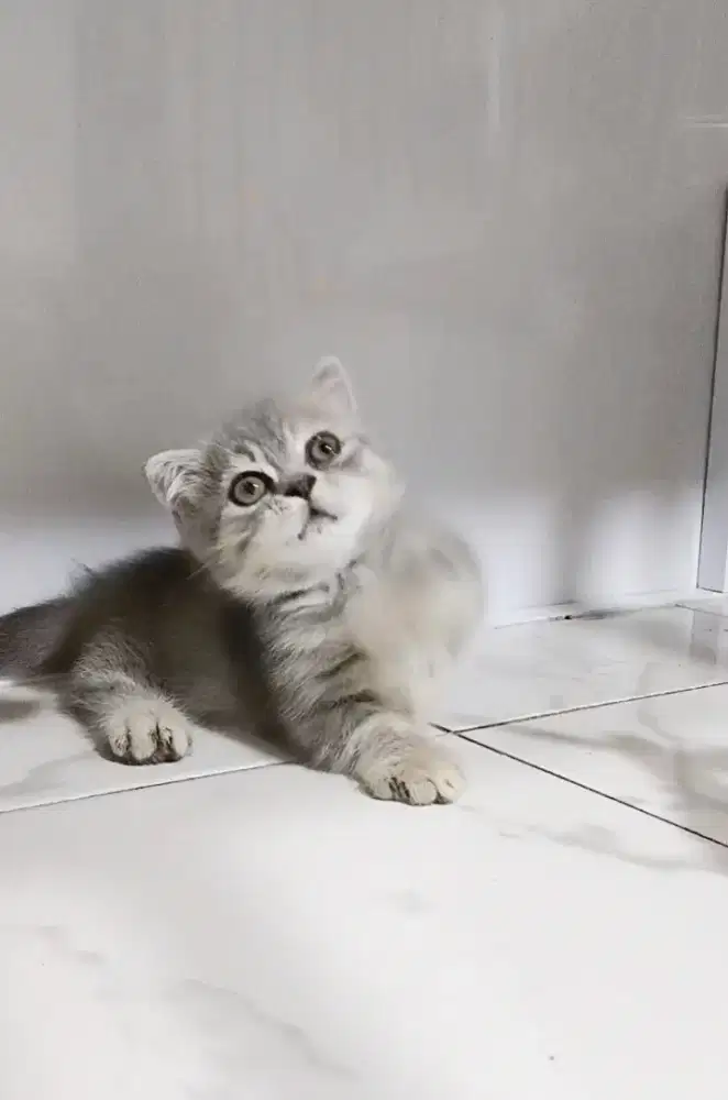 Munchkin tabby betina 2.5 bulan