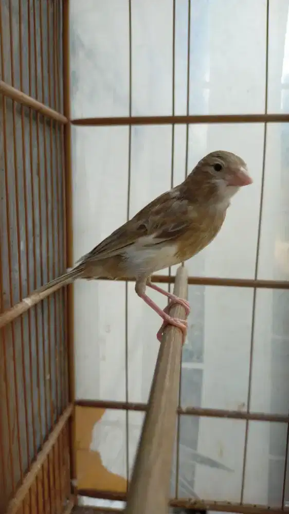 Burung kenari lokal super anak jantan