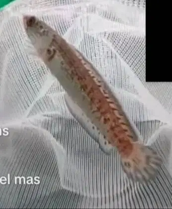 satset dijual auranti cb