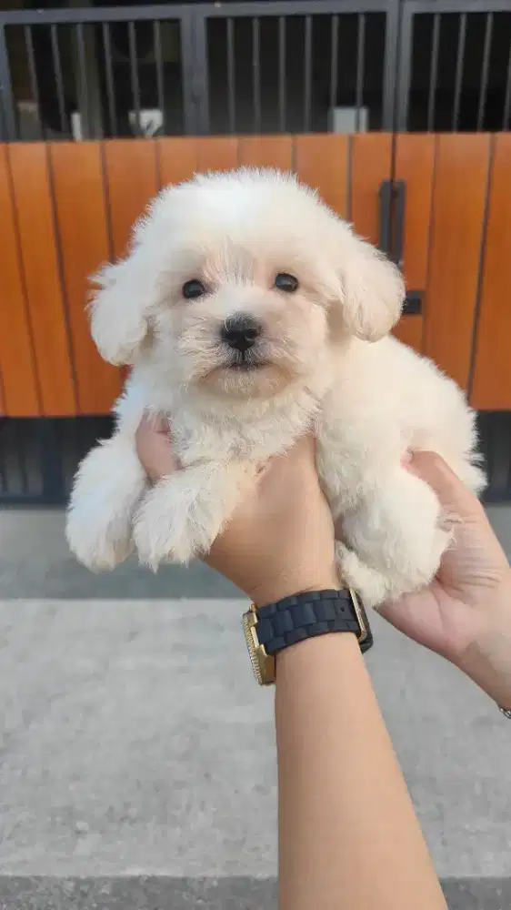 Ready maltipo white jantan vaksin only