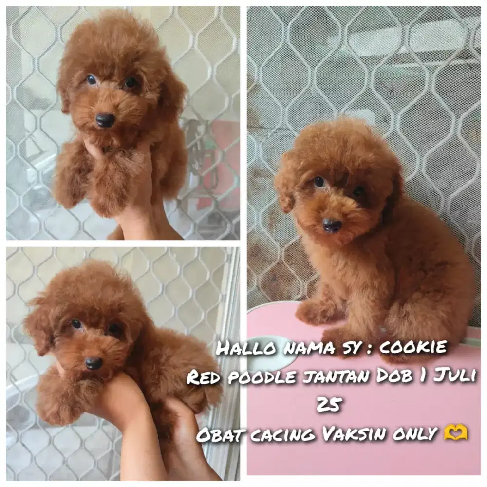 Ready poodle jantan vaksin only murah