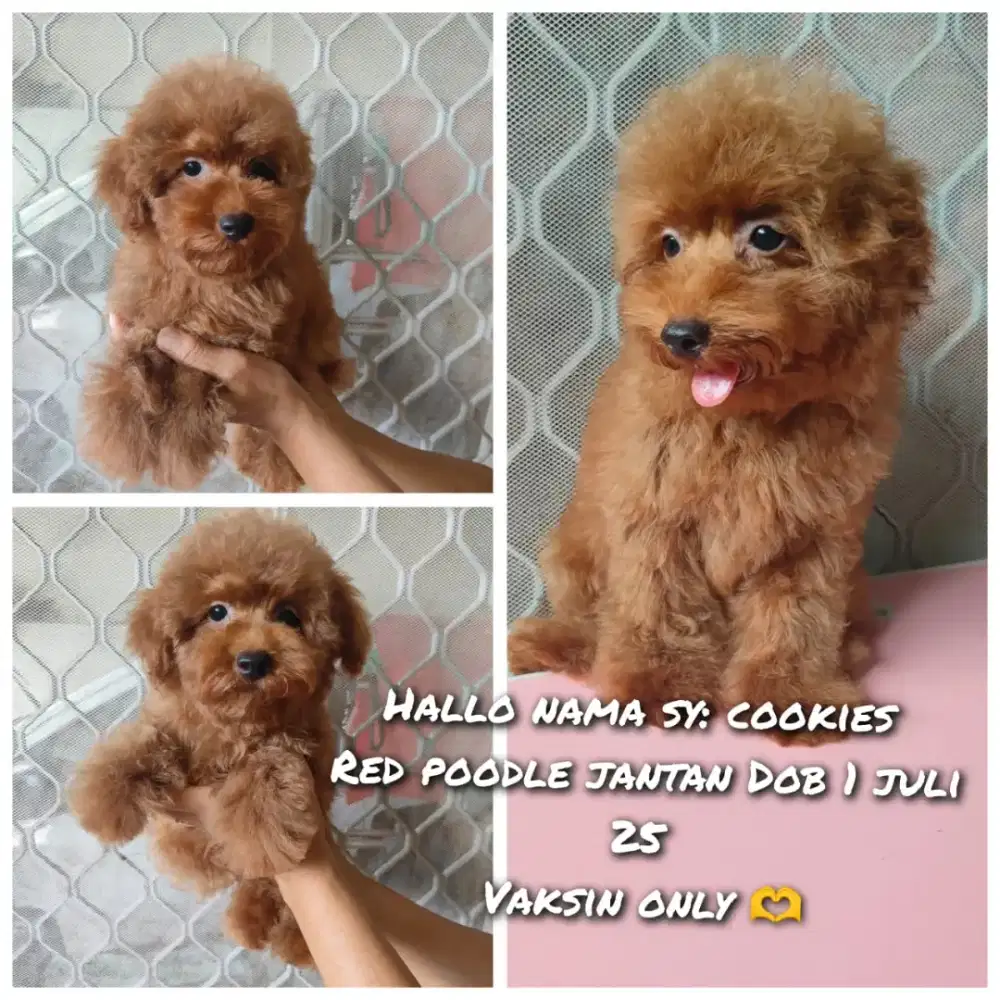 Ready poodle jantan vaksin only murah