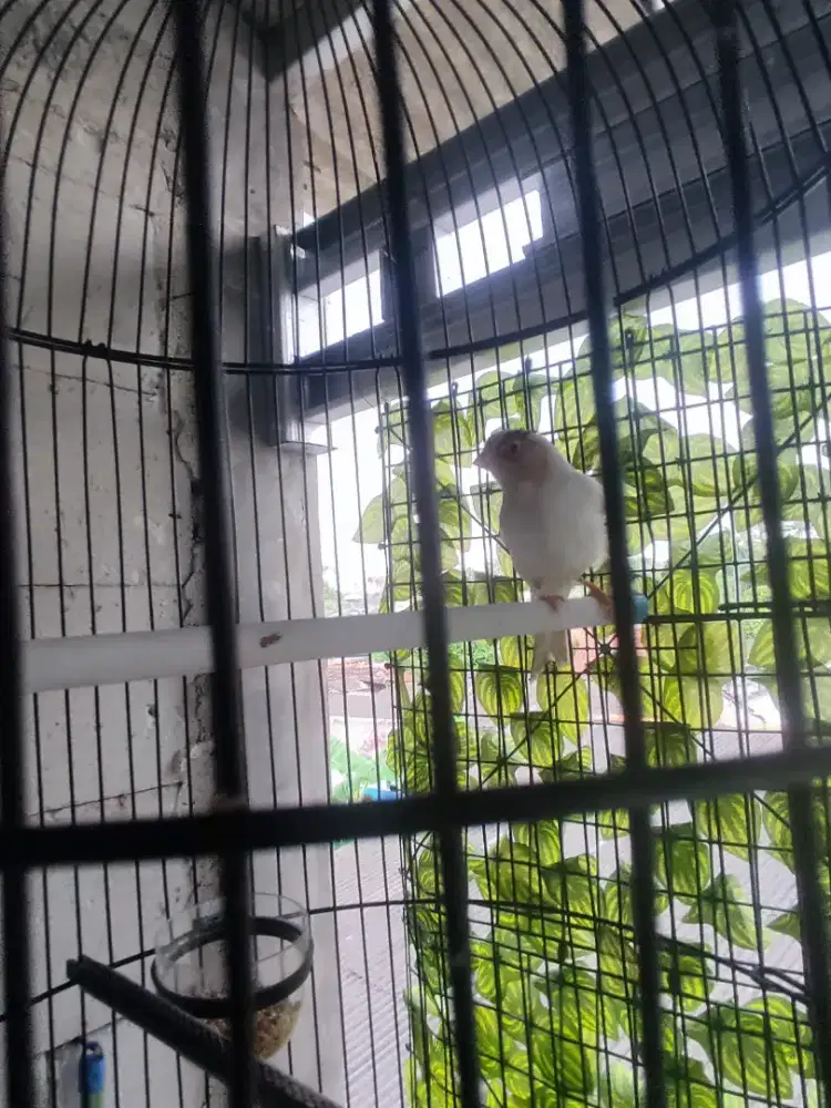 Kenari paud putih