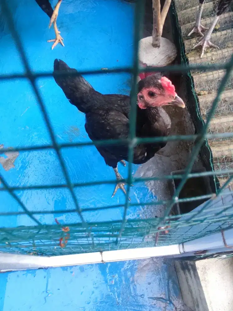 Biang ayam kampung