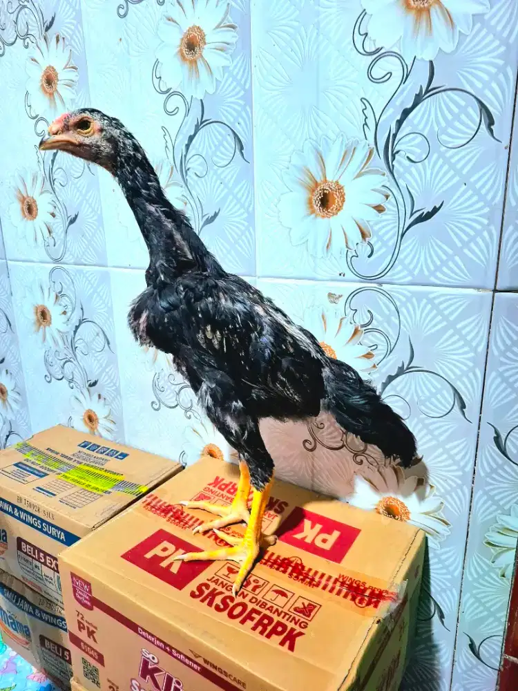 Ayam Shamo Eropa Jantan 2 Bulan Line Nuberx