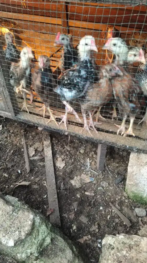 Jual ayam kampung