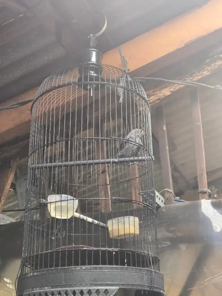 Jual Srigunting abu -abu udh rajin bunyi