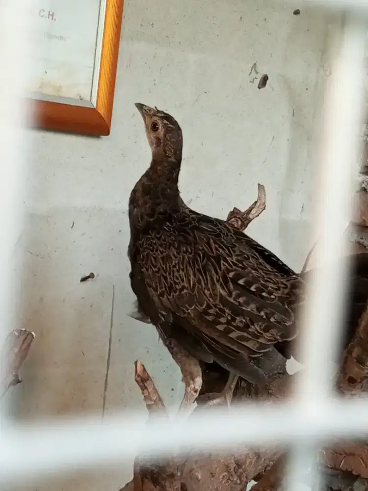 AYAM HUTAN HIJAU