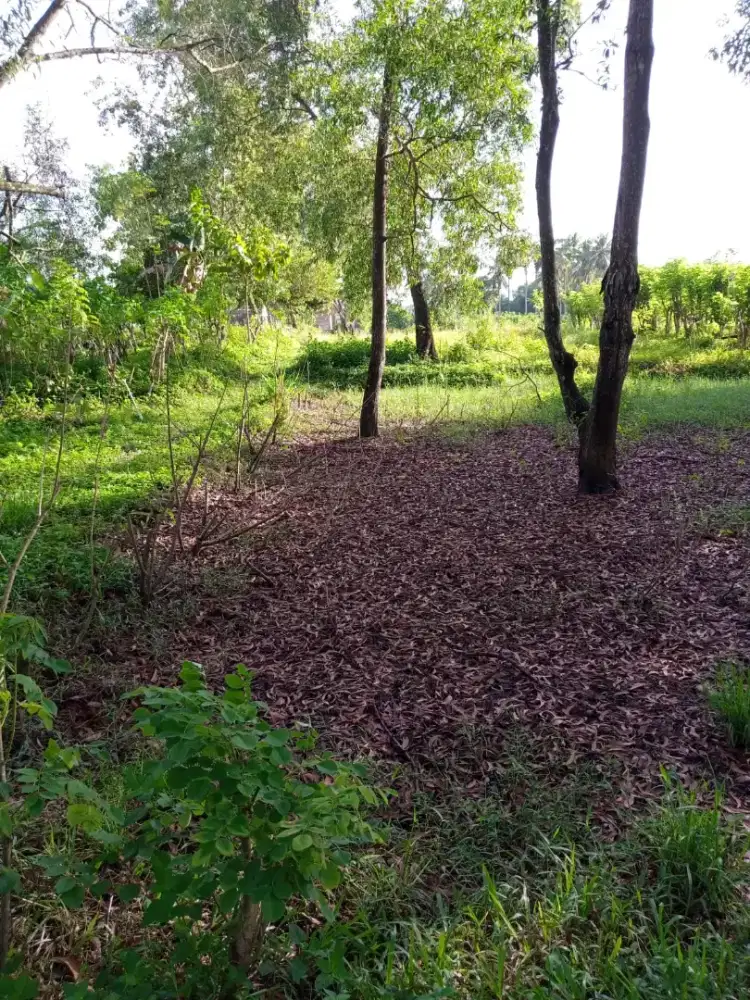 Dijual Tanah di sekitar Pantai Pancer