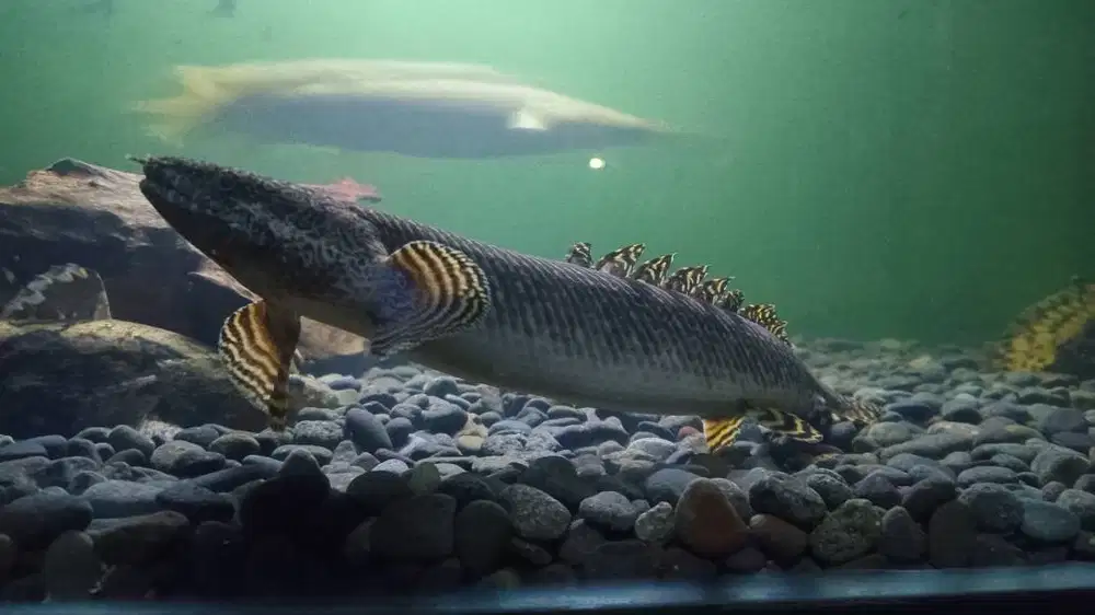 Ikan palmas ornatipinis