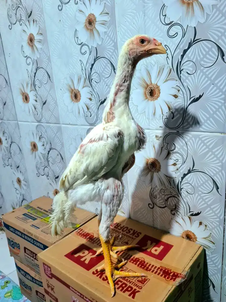 Ayam jantan shamo eropa 2 bulan putih bersih line nuber x