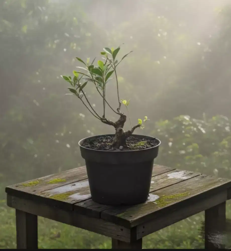 Bahan bonsai beringin kimeng