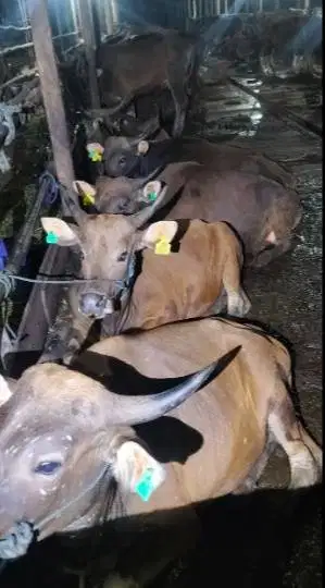 cicilan 2,5jt/bln 9x sapi bali qurban 2026 bobot 275kiloanUP manteb ok